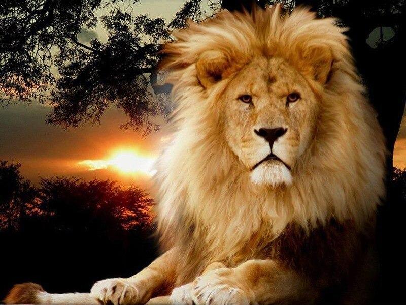 Leones - Diamond Painting